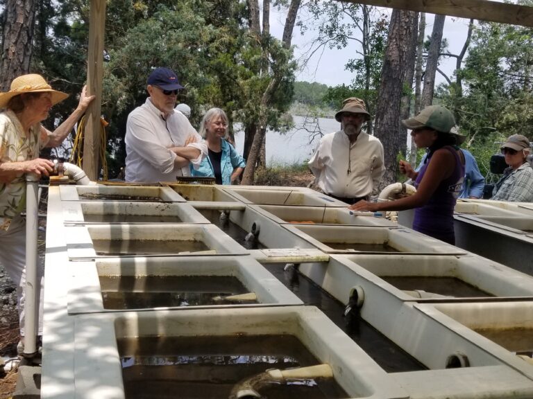 4 people examine an oyster nursery.