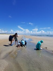People enjoy an Oyster Scavenger hunt on the beach with Coastal Eco Adventures